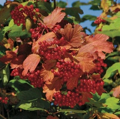 Kalinka™ Highbush Cranberry 1 Kalinka™ Highbush Cranberry