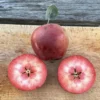 Almata Apple