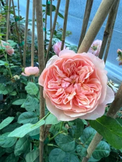 FLAVORETTE™ Honey-Apricot Rose -Alphaen Store D523EFDA 5A0E 479B 842A 2757DCD6376E scaled