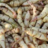 Mashua Tubers