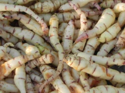 Mashua Tubers
