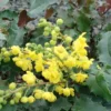 Tall Oregon Grape Holly