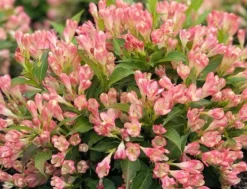 Alpha Peach Kisses™ Weigela