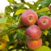 Apple Combo (3 Varieties)