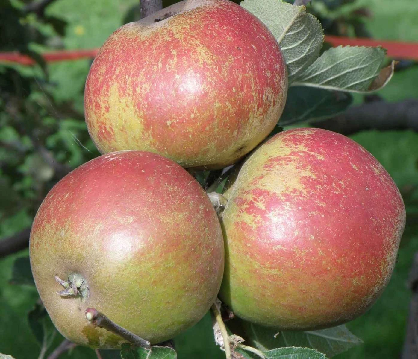 Karmijn De Sonnaville Apple 2 Karmijn De Sonnaville Apple - Image 2