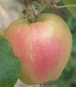 Mott's Pink Apple