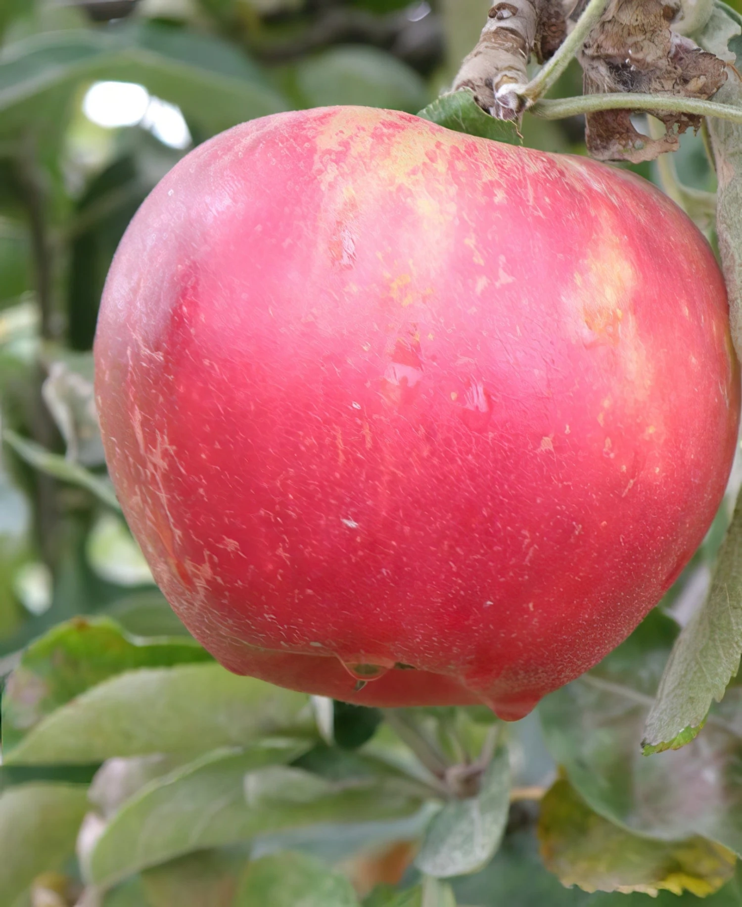 Akane Apple 1 Akane Apple