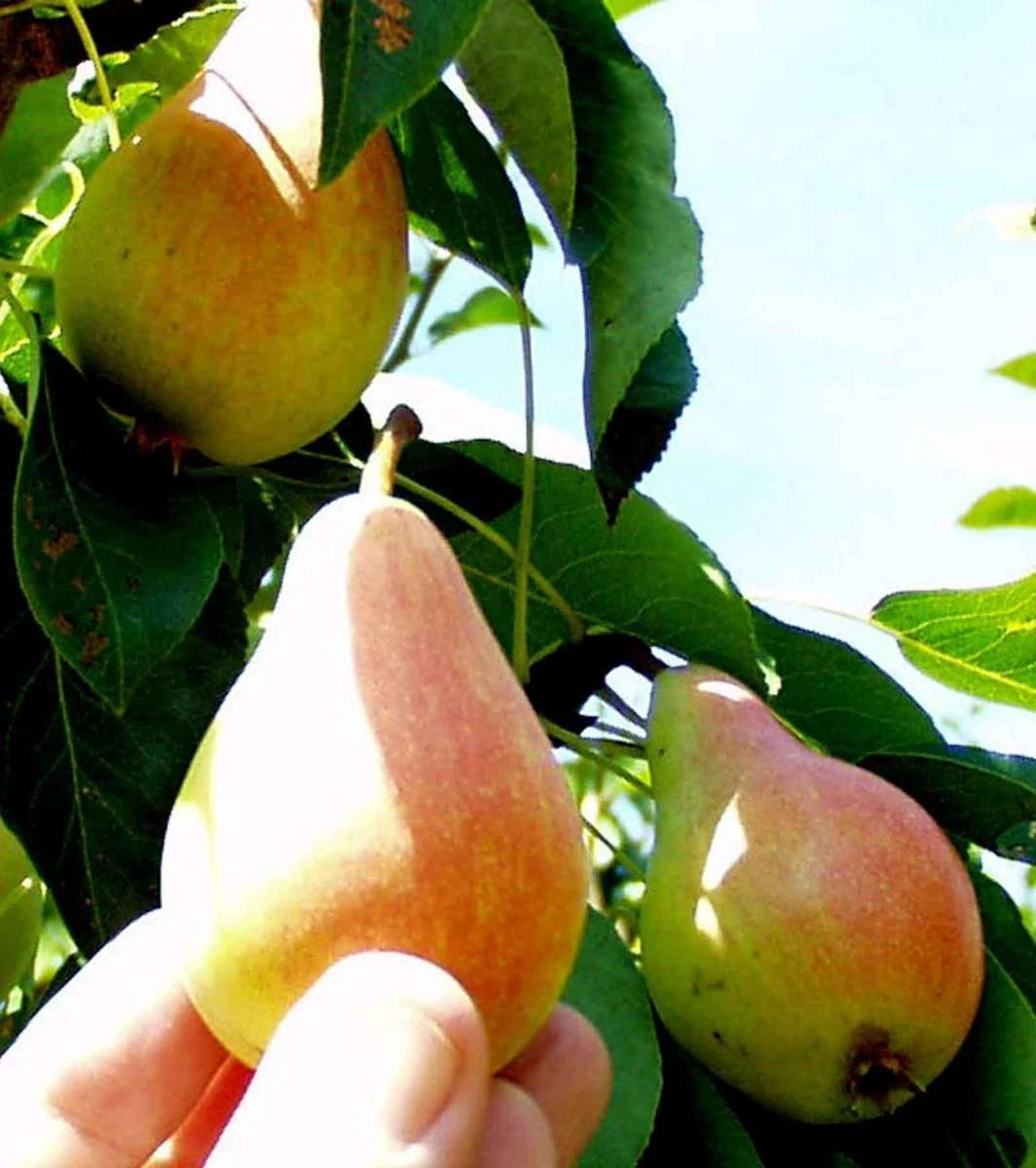 Arganche European Pear 1 Arganche European Pear