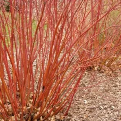 Baileyi Red Twig Dogwood