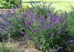 LO & BEHOLD® ‘Blue Chip Jr.’ -Alphaen Store bcjr