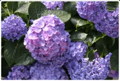 Let's Dance® Blue Jangles® Reblooming Hydrangea -Alphaen Store bjangle
