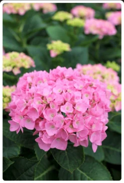 Let's Dance® Blue Jangles® Reblooming Hydrangea -Alphaen Store bjangle2