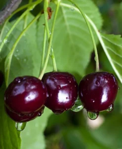 Black Gold Cherry
