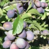 Blues Jam European Plum