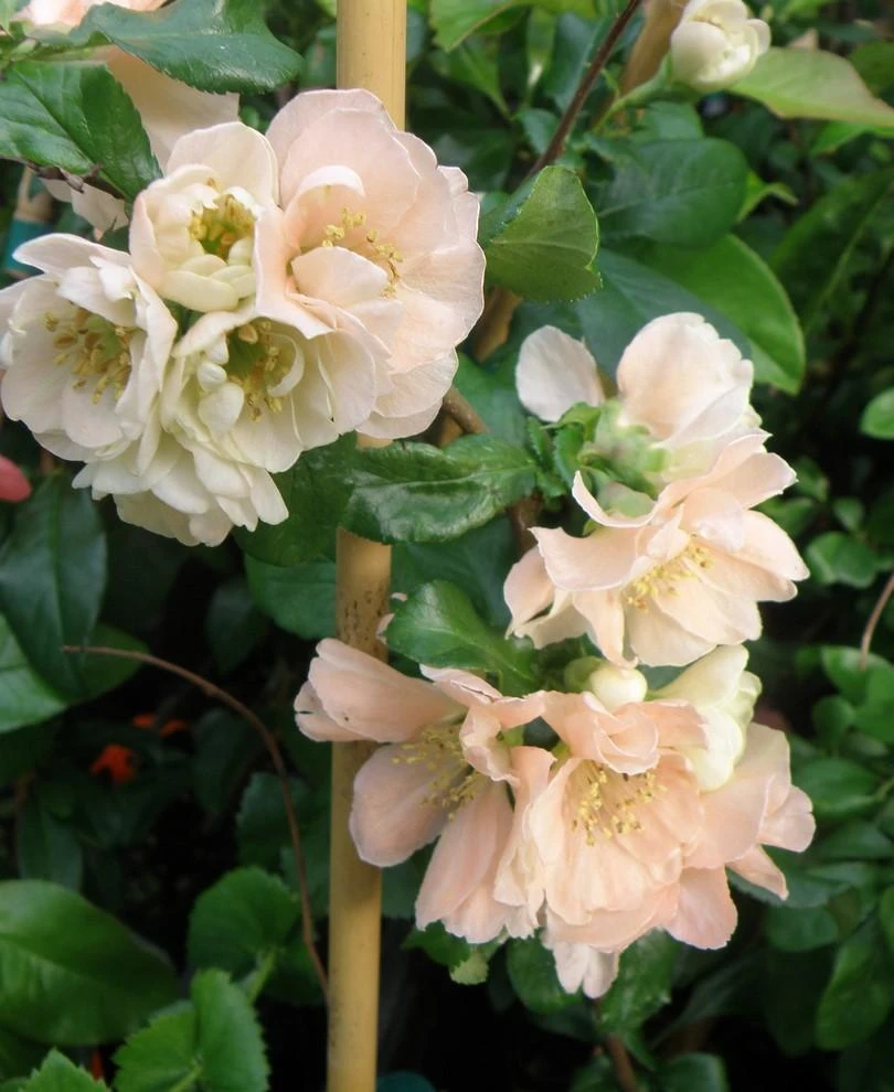 Cameo Flowering Quince 1 Cameo Flowering Quince