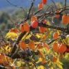 Chocolate Persimmon