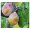 Royal European Plum Bundle No. 2