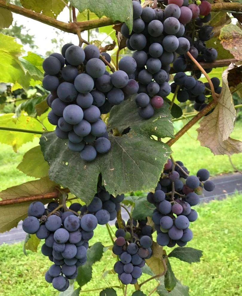 Concord Grape 1 Concord Grape