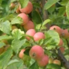 WSU Puget Spice Crabapple