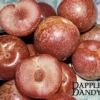 Combo Pluot Tree (4 Varieties)