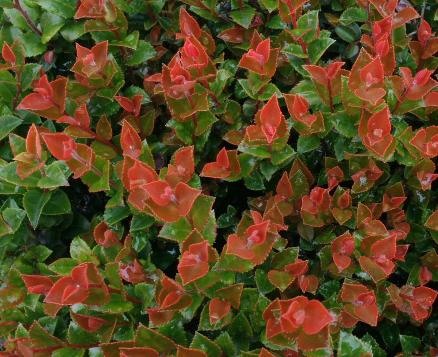 Scarlet Ovation Huckleberry 1 Scarlet Ovation Huckleberry