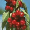 Early Burlat Cherry