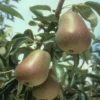 Harrow Delight European Pear