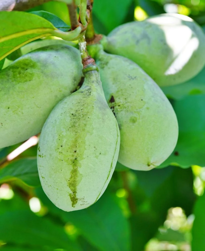 Ford Amend Paw Paw 1 Ford Amend Paw Paw