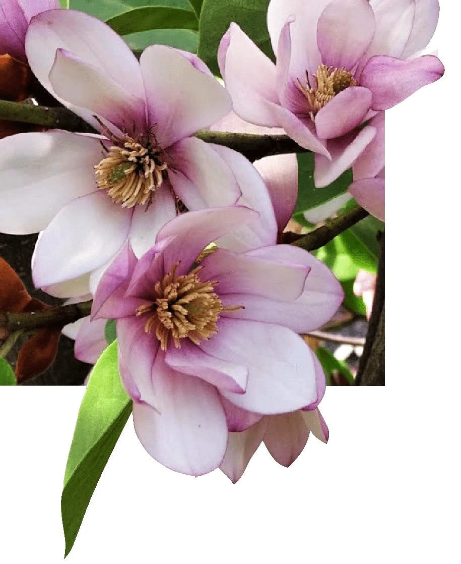 Michelia Doltsopa "Fairy Blush" 1 Michelia Doltsopa "Fairy Blush"