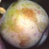 Golden Transparent European Plum