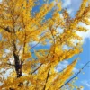 Male Ginkgo