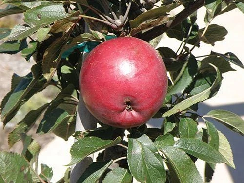Arkansas Black Apple 1 Arkansas Black Apple