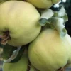 Pineapple Quince