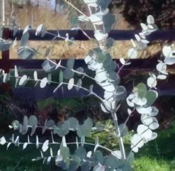 Gunnii Eucalyptus
