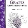 Great Grapes