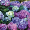L.A. Dreamin’® Hydrangea