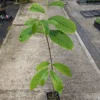 Paw Paw Seedling