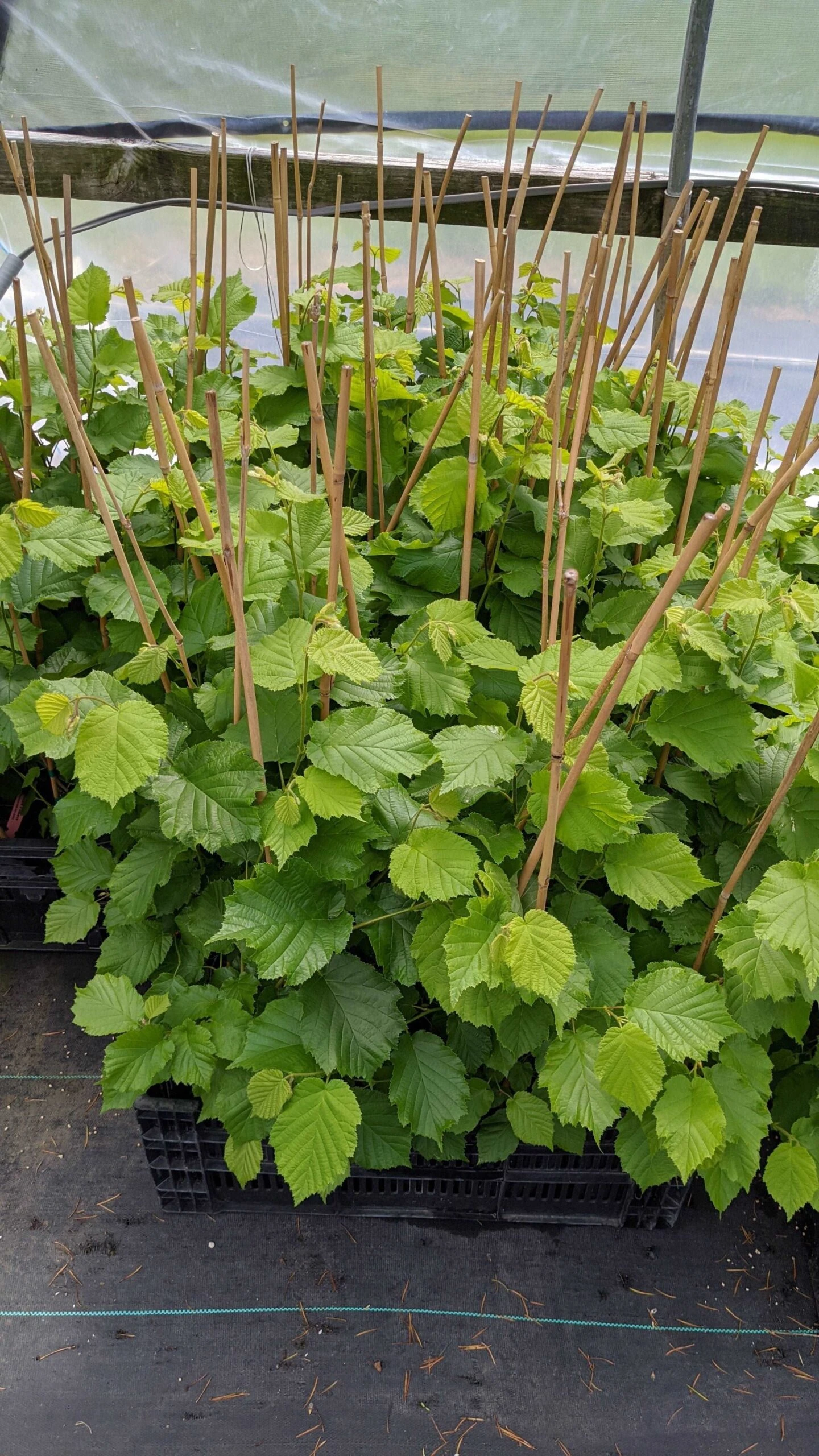 McDonald Filbert Hazelnut 1 McDonald Filbert Hazelnut