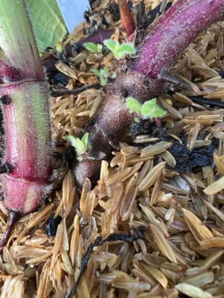 Purple Yacon 5 Purple Yacon -Alphaen Store image 82187f30 873f 47de 989e 30847d731294 3 scaled