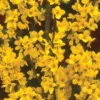 Alpha Gold Tide™ Forsythia
