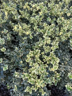 Alpha Variegated Boxwood