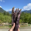 Sweet Purple Asparagus
