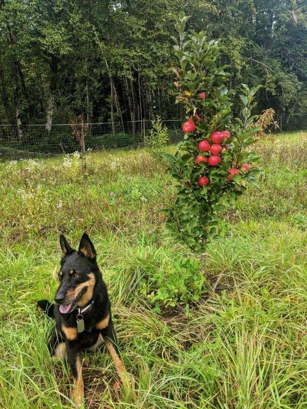 Scarlet Sentinel Columnar Apple 2 Scarlet Sentinel Columnar Apple - Image 2