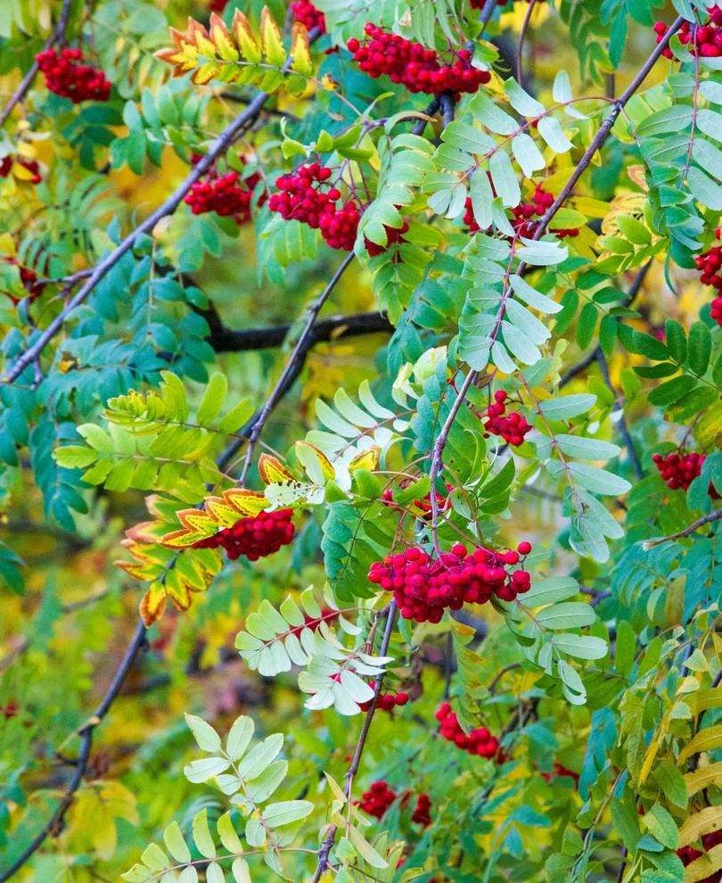 Ivan's Belle Mountain Ash 1 Ivan's Belle Mountain Ash