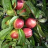 Kreibich Nectarine
