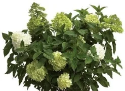 Limelight® Hydrangea