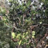 Luma (Chilean Myrtle Berry)