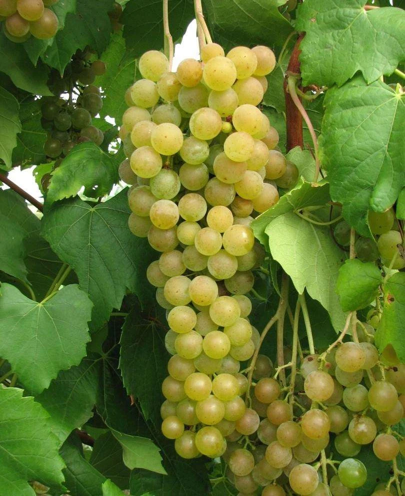 Marquis Seedless Grape 1 Marquis Seedless Grape