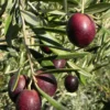 Maurino Olive