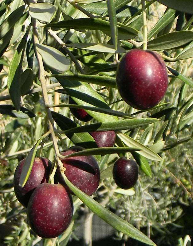 Maurino Olive 1 Maurino Olive
